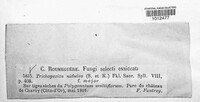Lasiobelonium nidulum image